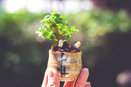 tree in the small pot decorate with bird doll hold by hand, selective focus imageの写真素材