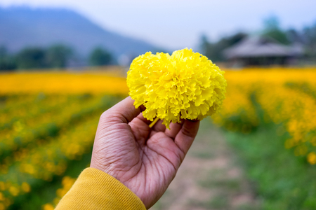 Marigolds flower in asian man hand with blur marigold field background.の写真素材