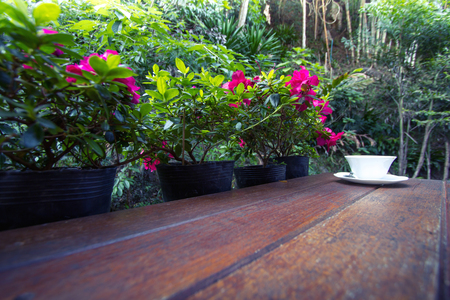 white coffee cup on wood desk with pink flower tree backgroundの写真素材