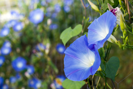 Blue beautiful Flowers Vine with blur backgroundの写真素材