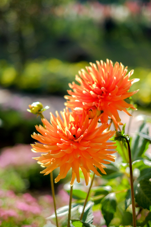 Beautiful Orange flowers with white Green Background.Selective Focus Image.の写真素材