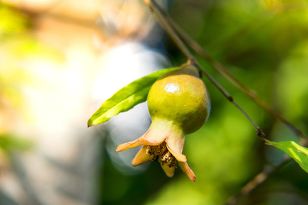 Branch of pomegranate tree with small fruits.
