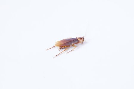 Brown cockroach or Blattodea lie put on a white background.