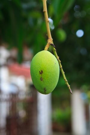 Fresh and green Mangoの写真素材