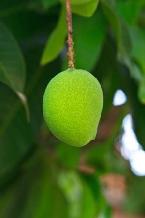 Fresh and green Mango