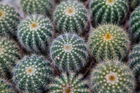 a cactus textureの写真素材