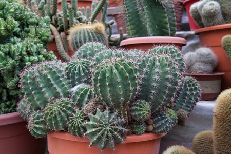 a cactus texture