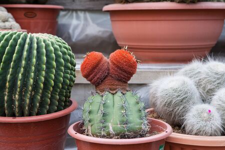 a cactus textureの写真素材