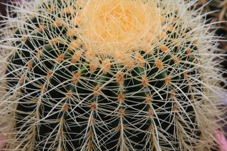Cactus, extreme closeup at Cameron highlands, Malaysiaの写真素材