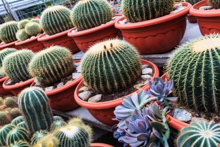 Cactus, extreme closeup at Cameron highlands, Malaysiaの写真素材