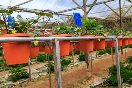 Strawberries in a strawberry farm Cameron Highlands Malaysiaの写真素材