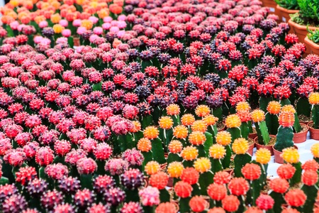 Cactus, extreme closeup at Cameron highlands, Malaysiaの写真素材