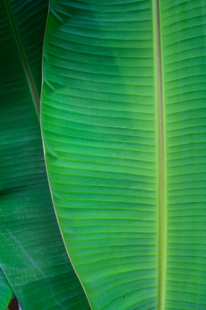 Detail of banana leaf close up for textureの写真素材