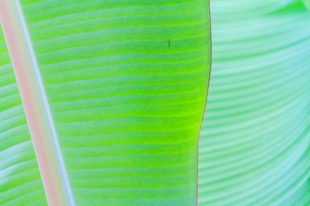 banana leaf close upの写真素材