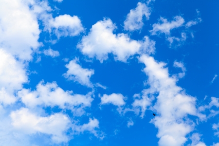 Blue sky with bird.の写真素材