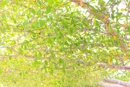 fresh and green leaves
