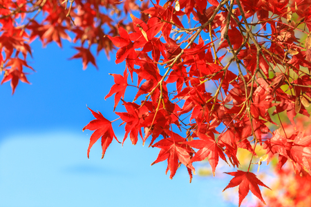 Collection of Beautiful Colorful Autumn Leaves / green, yellow, orange, redの写真素材
