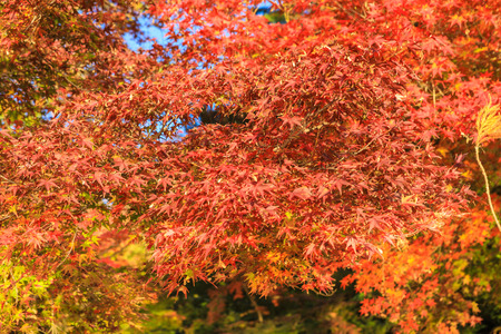 Collection of Beautiful Colorful Autumn Leaves / green, yellow, orange, red
