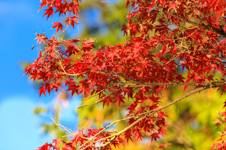 Collection of Beautiful Colorful Autumn Leaves / green, yellow, orange, redの写真素材