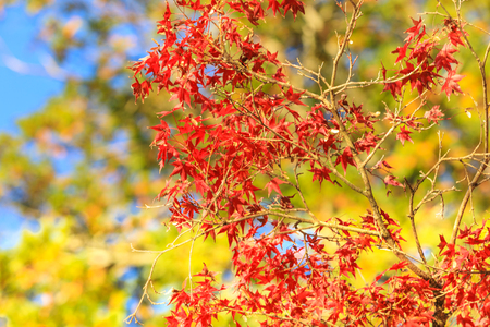 Collection of Beautiful Colorful Autumn Leaves / green, yellow, orange, redの写真素材