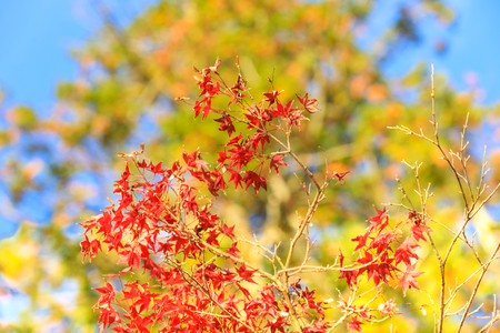 Collection of Beautiful Colorful Autumn Leaves / green, yellow, orange, redの写真素材