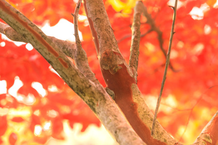 Collection of Beautiful Colorful Autumn Leaves / green, yellow, orange, redの写真素材