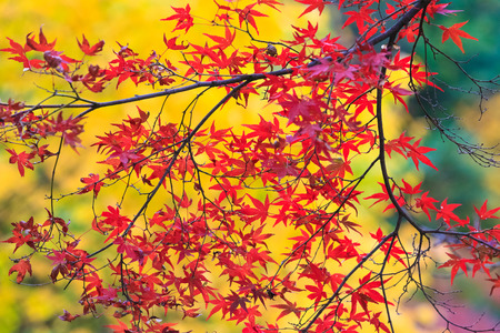 Collection of Beautiful Colorful Autumn Leavesの写真素材
