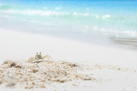 Crab on sand of the sea beach, summer concept.