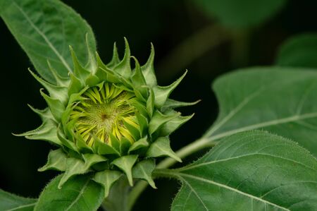 Close-up details of young fresh green sunflower on a meadow. Green sunflowers natural background.Newborn plants.の写真素材