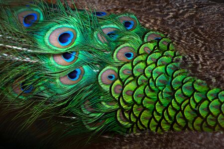 Close-up Peacocks, colorful details and beautiful peacock feathers.Macro photograph.の写真素材