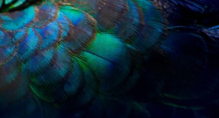 Close-up Peacocks, colorful details and beautiful peacock feathers.Macro photograph.の写真素材