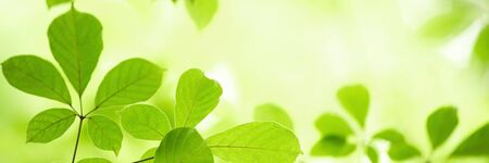 Closeup nature view of green leaf on blurred greenery background in garden with copy space using as...
