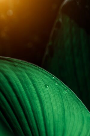 close-up water drop on lush green foliage in rain forest, nature background, dark toned processの写真素材