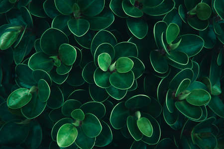 Green leaves pattern background. Natural Concept.の写真素材