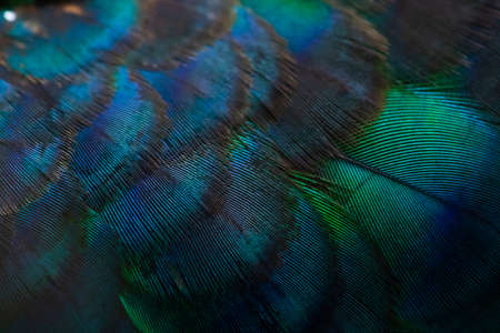 Close-up of the  peacock feathers, colorful details and beautiful peacock feathers.Macro photograph.の写真素材