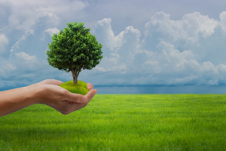 Eco earth day concept: Human hands holding big growth plant over green field and blue sky background.の写真素材