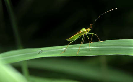 Grasshopper on green leaf.の写真素材
