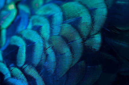 Close up of the  peacock feathers .Macro blue feather, Feather, Bird, Animal. Macro photograph.の写真素材