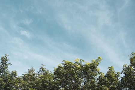 Sky above the trees in the forest.
