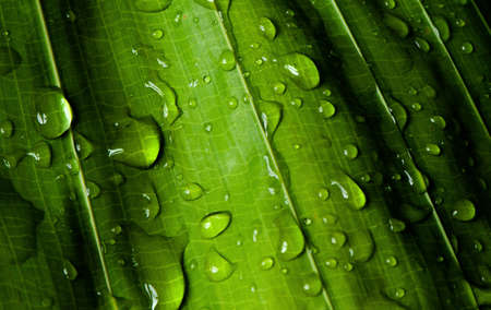 close-up water drop on lush green foliage after rainning.の写真素材