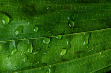 close-up water drop on lush green foliage after rainning.の写真素材