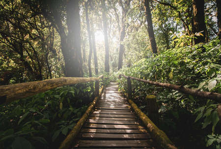 Wooden bridge in tropical rainforest.の写真素材