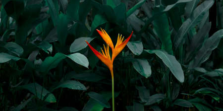 Heliconia psittacorum or Heliconia Golden Torch or False Bird of Paradise Flower. Exotic tropical...