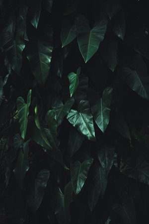 Tropical leaves, green leaf texture abstract, nature background.