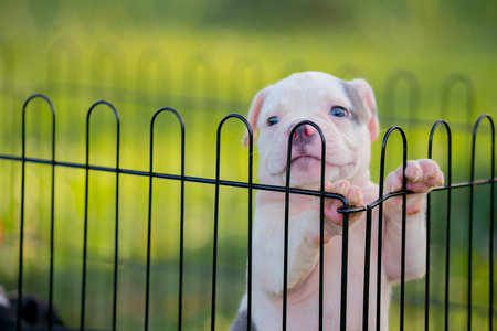 White pitbull puppy in a cage.の写真素材