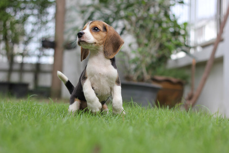 purebred beagle puppy jumpの写真素材