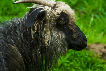 a Goatの写真素材