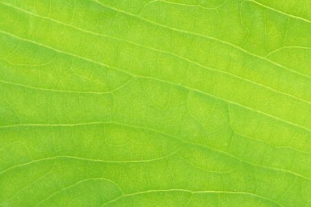 green leaf texture 