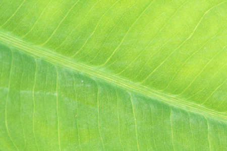 green leaf 