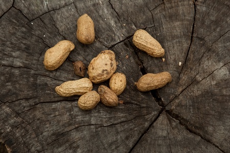 groundnuts on stump の写真素材